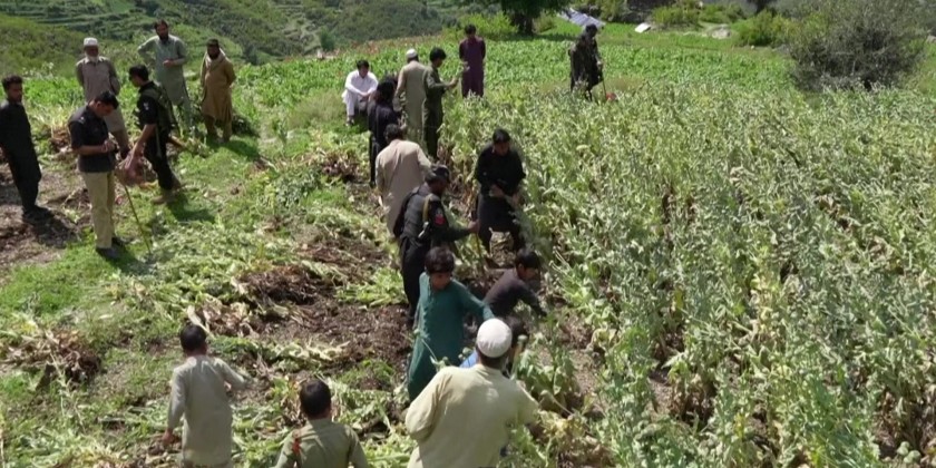 Pakistani police destroy opium poppy fields in Mohmand | Myanmar